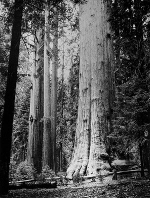 Man Ray: Trees & Flowers-Insects & Animals