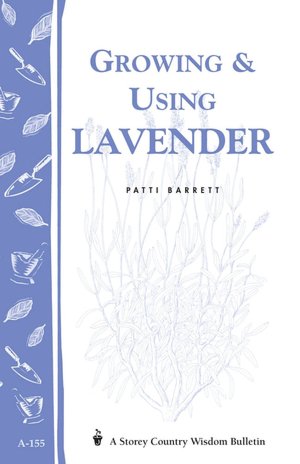 Growing and Using Lavender