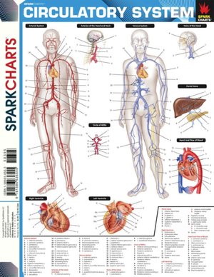 Circulatory System (SparkCharts)