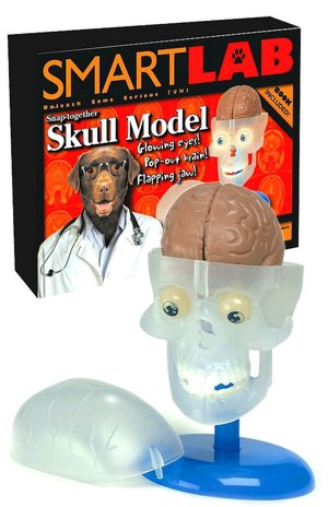 Skull Model