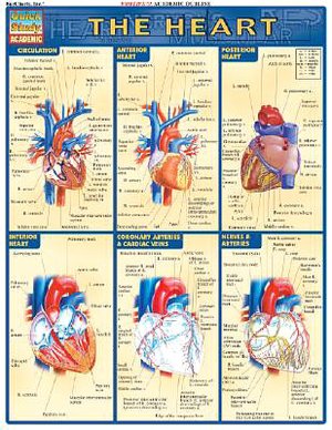 The Heart