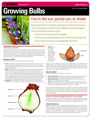 Growing Bulbs (Quamut)