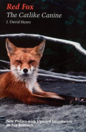 Red Fox: The Catlike Canine