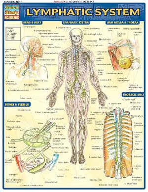 Lymphatic System
