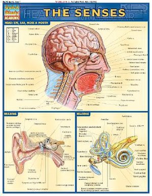 Senses
