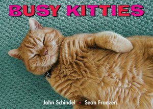 Busy Kitties
