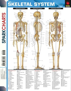 Skeletal System (SparkCharts)