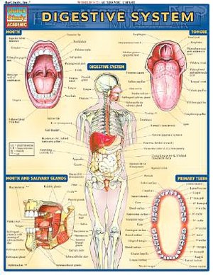 Digestive System
