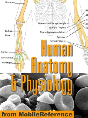 Human Anatomy and Physiology Study Guide