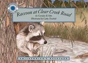 Raccoon at Clear Creek Road