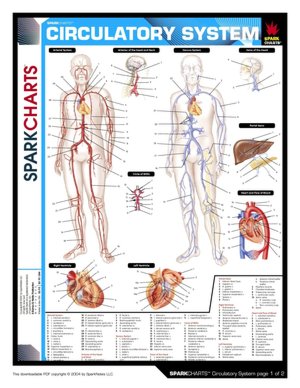Circulatory System (SparkCharts)
