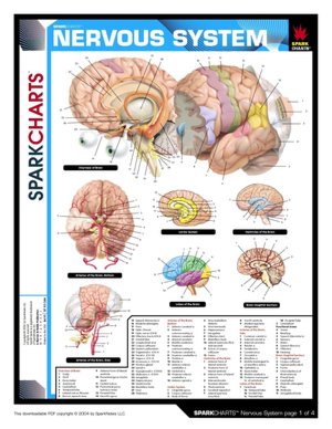 Nervous System (SparkCharts)