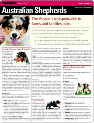 Australian Shepherd (Quamut)