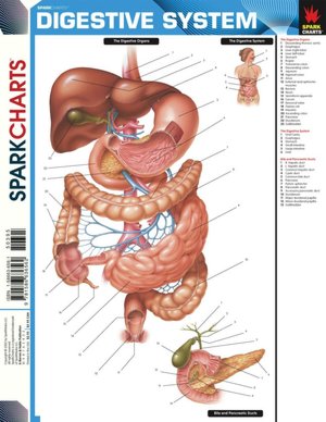 Digestive System (SparkCharts)
