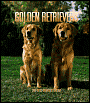 2005 Golden Retrievers Weekly Engagement Calendar