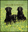2005 Labrador Retrievers Weekly Engagement Calendar