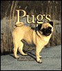 2005 Pugs Weekly Engagement Calendar