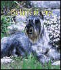 2005 Dogs Schnauzers Weekly Engagement Calendar