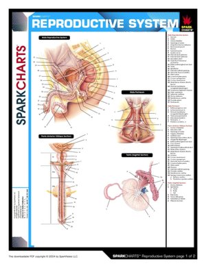 Reproductive System (SparkCharts)