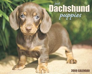 2009 Just Dachshund Puppies Wall Calendar