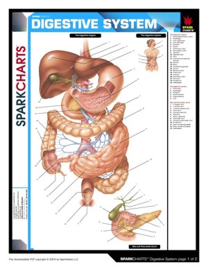 Digestive System (SparkCharts)