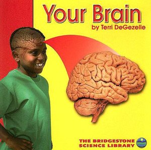 Your Brain