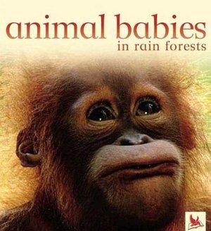 Animal Babies in Rainforest