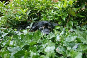 Love is the Best Medicine: What Two Dogs Taught One Veterinarian about Hope, Humility, and Everyday Miracles