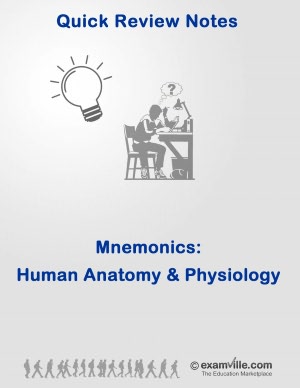 Ace Your Exams - Human Anatomy & Physiology Mnemonics