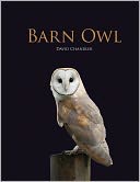 Barn Owl