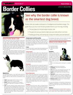 Border Collie (Quamut)