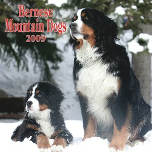 2009 Bernese Mountain Dogs Wall Calendar