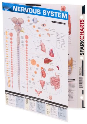 Nervous System (SparkCharts)