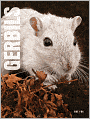Gerbils