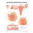 The Female Reproductive System Anatomical Chart