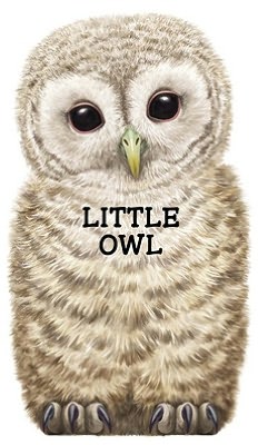Little Owl