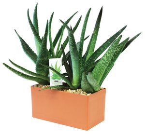 Indispensable Aloe