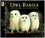 Owl Babies