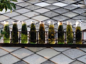The Herbal Medicine Chest