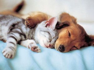 Sweet Dreams - 300 piece puzzle