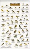 Mac's Field Guide to Southern California Park Backyard Birds