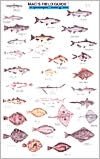 Mac's Field Guide to Northwestern Coastal Fish
