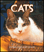 2007 Cats Weekly Engagement Calendar