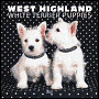 2007 West Highland White Terrier Puppies Wall Calendar
