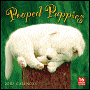 2007 Pooped Puppies Wall Calendar