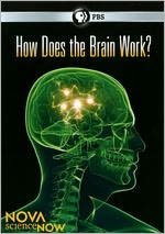 NOVA scienceNOW: How Does the Brain Work?
