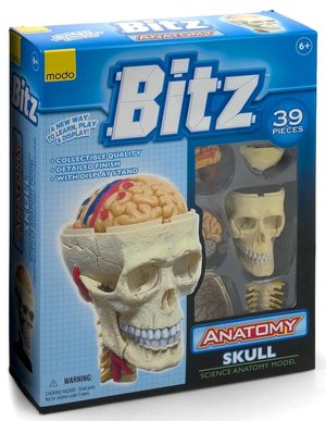 Skull