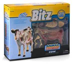 Cow - Animal Anatomy