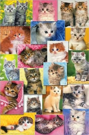 Kittens - Poster