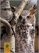 Owls: Photographs by Tim Fitzharris Boxed Notecards